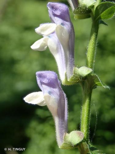 <i>Scutellaria altissima</i> L., 1753 © H. TINGUY