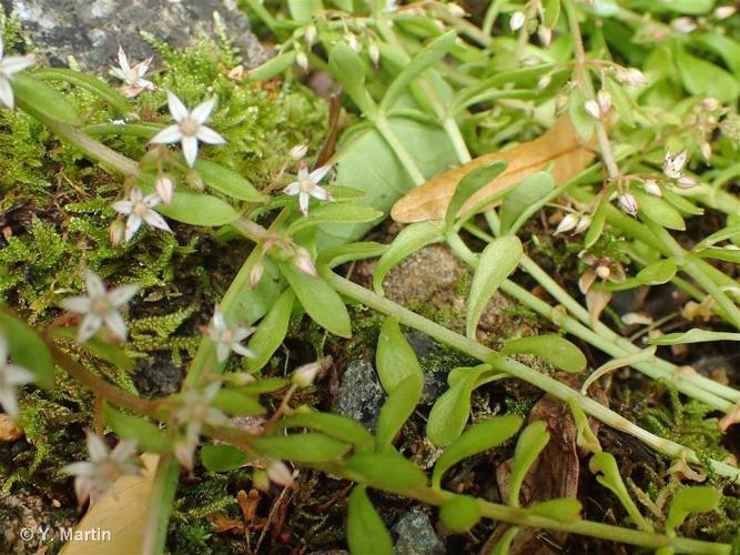 <i>Sedum cepaea</i> L., 1753 © 