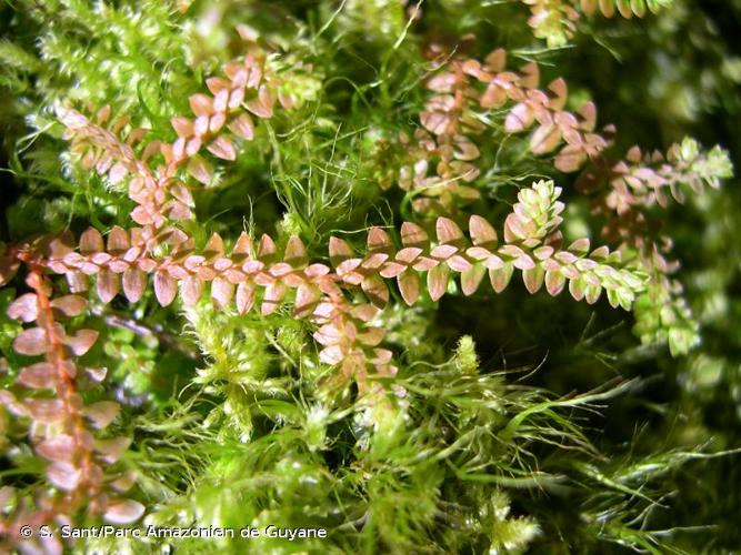 <i>Selaginella helvetica</i> (L.) Spring, 1838 © S. Sant/Parc Amazonien de Guyane