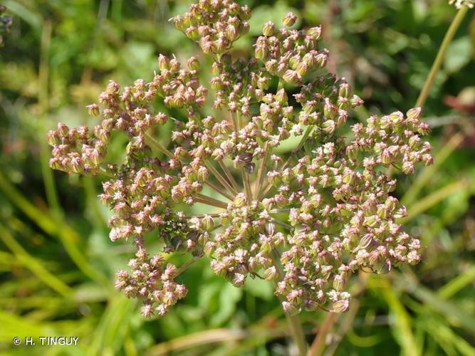 <i>Selinum carvifolia</i> (L.) L., 1762 © H. TINGUY