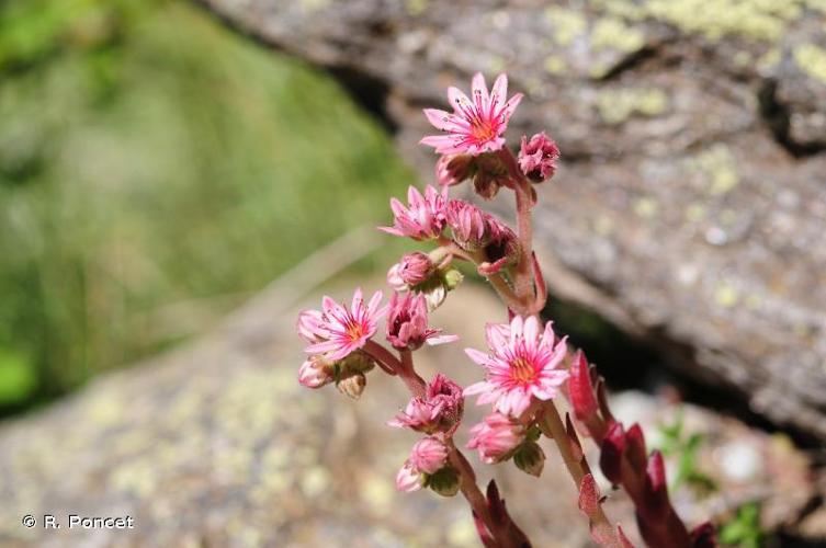 <i>Sempervivum arachnoideum</i> L., 1753 © R. Poncet