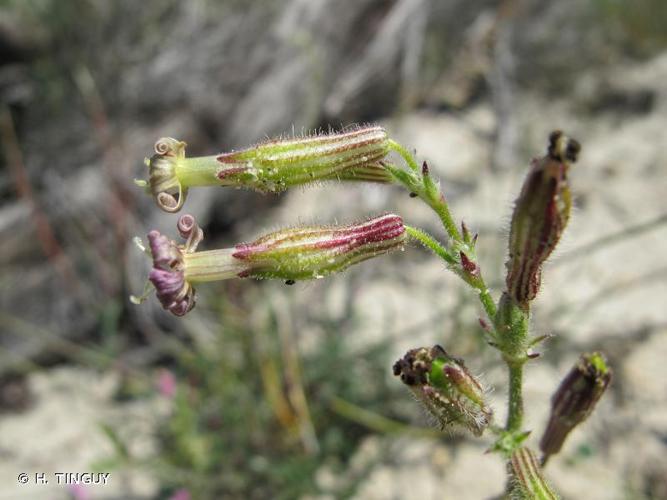 <i>Silene nicaeensis</i> All., 1773 © H. TINGUY