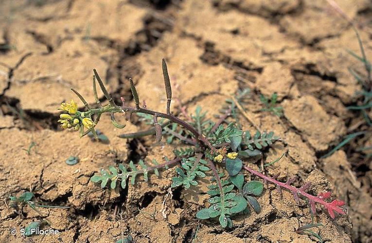 <i>Sisymbrella aspera</i> (L.) Spach, 1838 © S. Filoche