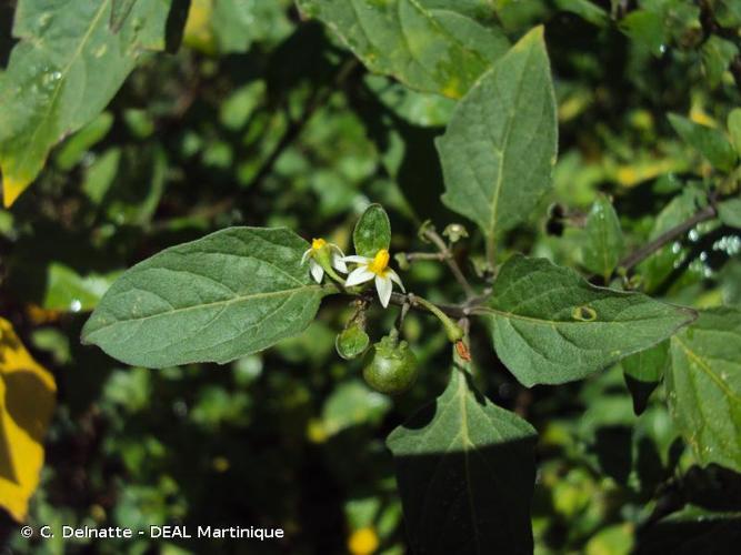 <i>Solanum americanum</i> Mill., 1768 © C. Delnatte - DEAL Martinique