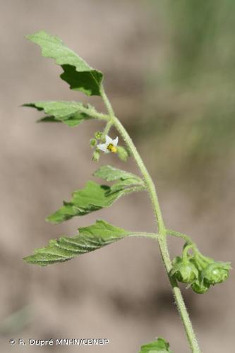 <i>Solanum physalifolium</i> Rusby, 1895 © R. Dupré MNHN/CBNBP