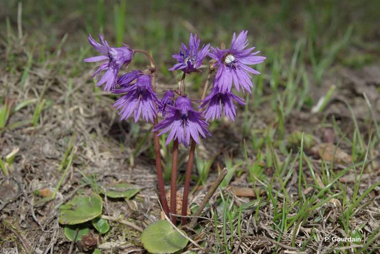 <i>Soldanella alpina</i> L., 1753 © P. Gourdain