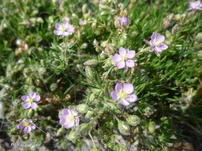 <i>Spergularia marina</i> (L.) Besser, 1822 © P. Rouveyrol