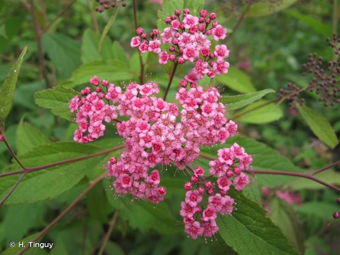 <i>Spiraea japonica</i> L.f., 1782 © H. Tinguy