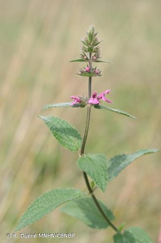 <i>Stachys </i>x<i> ambigua</i> Sm., 1810 © R. Dupré MNHN/CBNBP