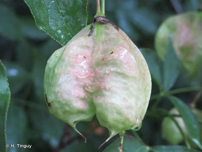 <i>Staphylea pinnata</i> L., 1753 © H. Tinguy