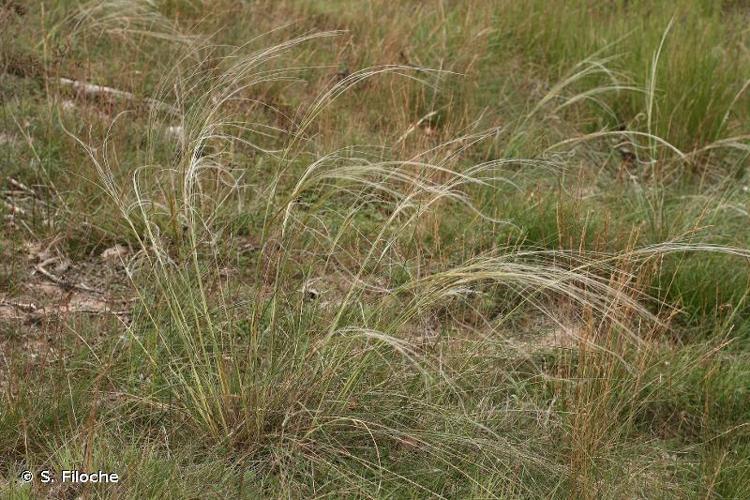 <i>Stipa gallica</i> Čelak., 1883 © S. Filoche