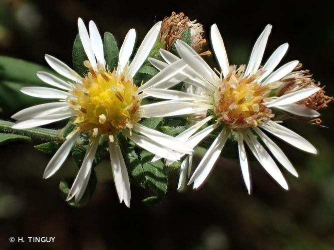 <i>Symphyotrichum lanceolatum</i> (Willd.) G.L.Nesom, 1995 © H. TINGUY