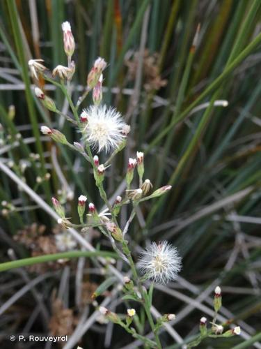 <i>Symphyotrichum squamatum</i> (Spreng.) G.L.Nesom, 1995 © P. Rouveyrol