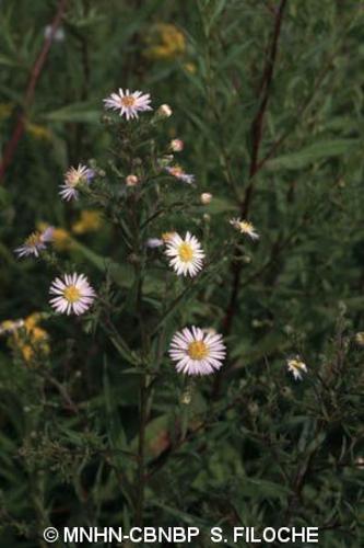 <i>Symphyotrichum </i>x<i> salignum</i> (Willd.) G.L.Nesom, 1995 © MNHN-CBNBP S. Filoche