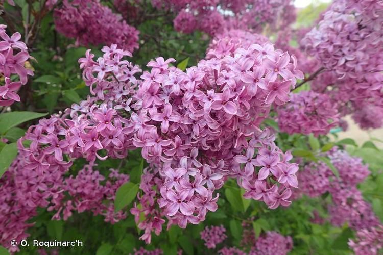 <i>Syringa vulgaris</i> L., 1753 © O. Roquinarc'h