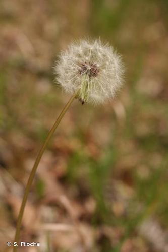 <i>Taraxacum erythrospermum</i> Andrz. ex Besser, 1821 © S. Filoche