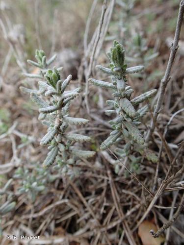 <i>Teucrium polium</i> L., 1753 © R. Poncet