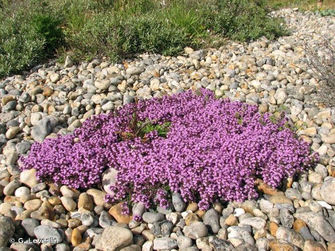 <i>Thymus drucei</i> Ronniger, 1924 © G. Leveslin