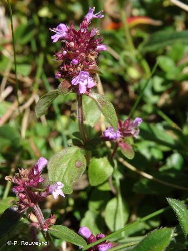 <i>Thymus pulegioides</i> L., 1753 © P. Rouveyrol