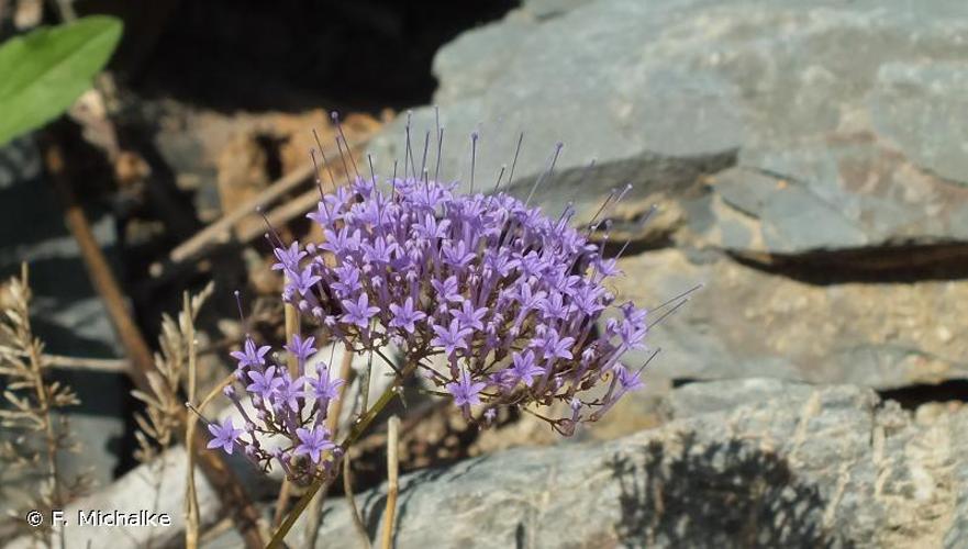 <i>Trachelium caeruleum</i> L., 1753 © F. Michalke