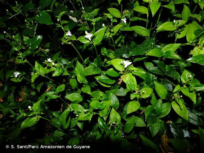 <i>Tradescantia fluminensis</i> Vell., 1829 © S. Sant/Parc Amazonien de Guyane