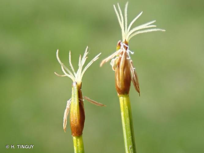 <i>Trichophorum pumilum</i> (Vahl) Schinz & Thell., 1921 © H. TINGUY