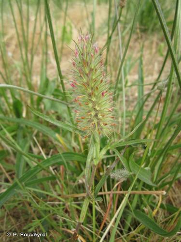 <i>Trifolium angustifolium</i> L., 1753 © P. Rouveyrol