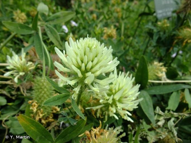 <i>Trifolium pannonicum</i> Jacq., 1767 © Y. Martin