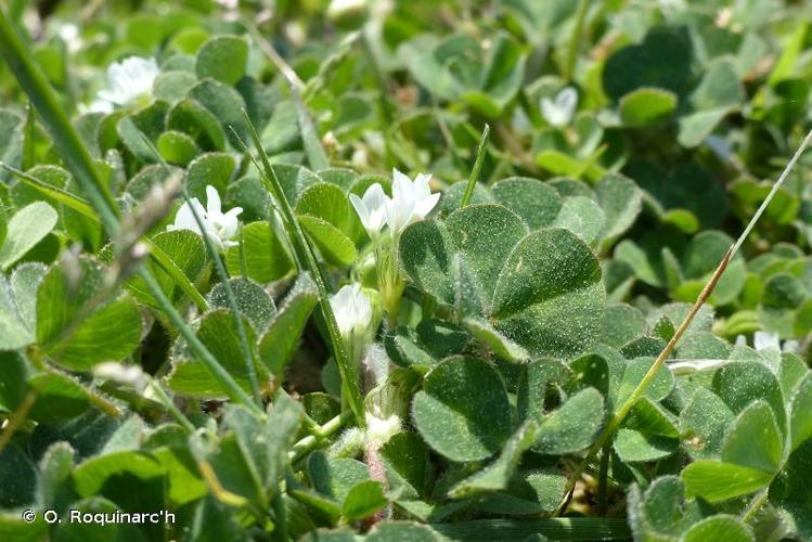 <i>Trifolium subterraneum</i> L., 1753 © O. Roquinarc'h