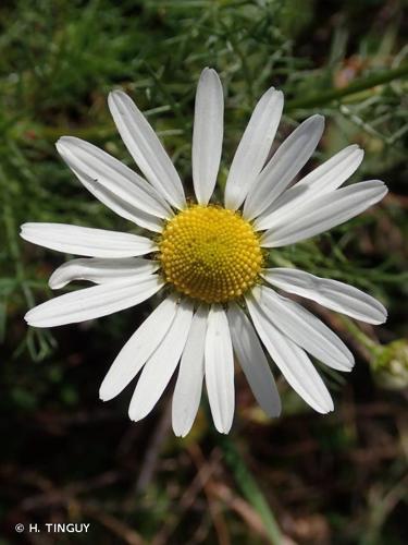 <i>Tripleurospermum inodorum</i> (L.) Sch.Bip., 1844 © H. TINGUY