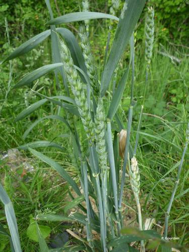 <i>Triticum aestivum</i> L., 1753 [nom. cons.] © P. Gourdain