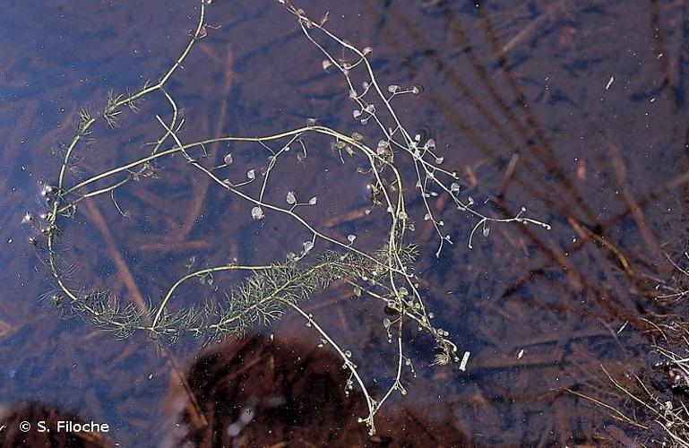 <i>Utricularia intermedia</i> Hayne, 1800 © S. Filoche