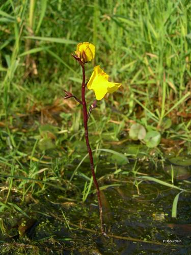 <i>Utricularia vulgaris</i> L., 1753 © P. Gourdain
