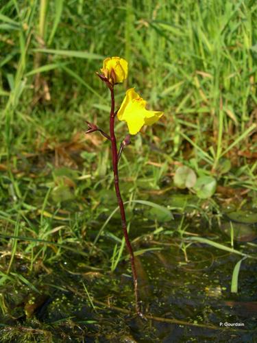 <i>Utricularia vulgaris</i> L., 1753 © P. Gourdain