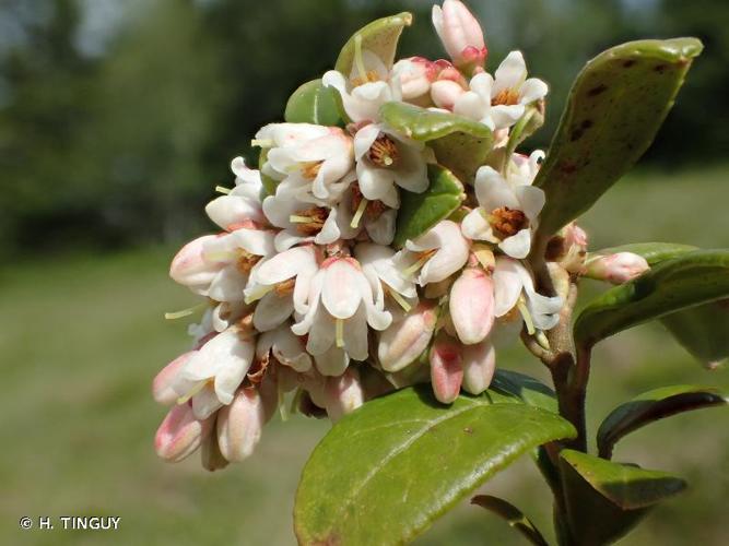 <i>Vaccinium vitis-idaea</i> L., 1753 © H. TINGUY