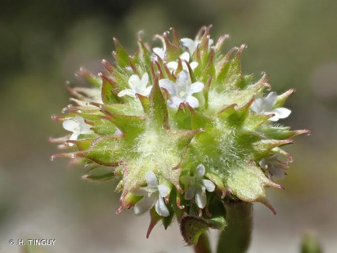 <i>Valerianella discoidea</i> (L.) Loisel., 1810 © H. TINGUY