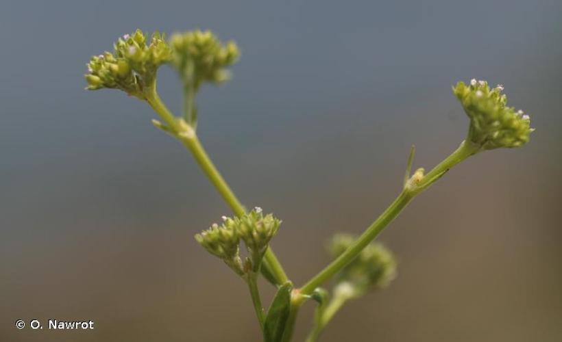 <i>Valerianella microcarpa</i> Loisel., 1810 © O. Nawrot