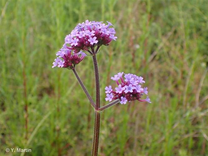 <i>Verbena bonariensis</i> L., 1753 © 