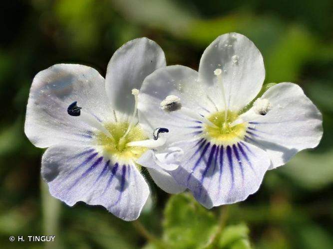 <i>Veronica filiformis</i> Sm., 1791 © H. TINGUY