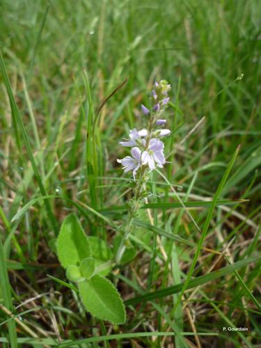 <i>Veronica officinalis</i> L., 1753 © P. Gourdain