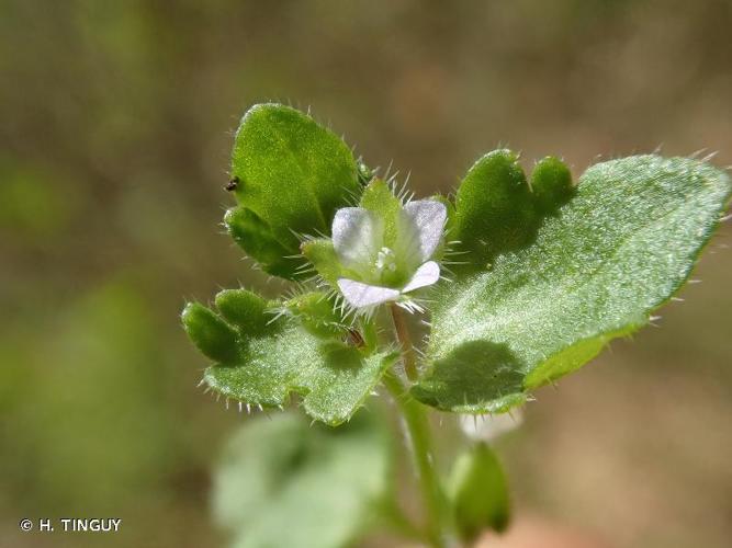 <i>Veronica sublobata</i> M.A.Fisch., 1967 © H. TINGUY