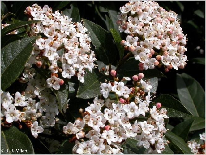 <i>Viburnum tinus</i> L., 1753 © 