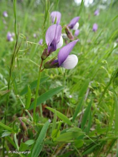 <i>Vicia bithynica</i> (L.) L., 1759 © P. Rouveyrol