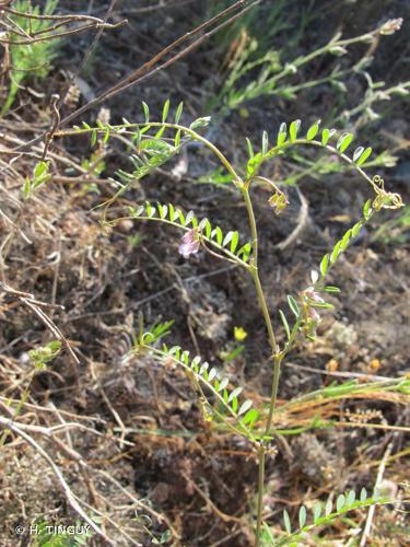 <i>Vicia disperma</i> DC., 1813 © H. TINGUY