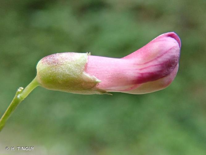 <i>Vicia dumetorum</i> L., 1753 © H. TINGUY