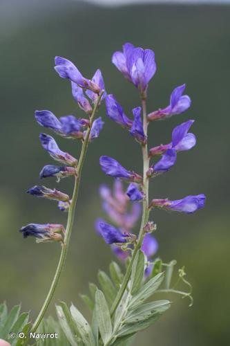 <i>Vicia onobrychioides</i> L., 1753 © O. Nawrot