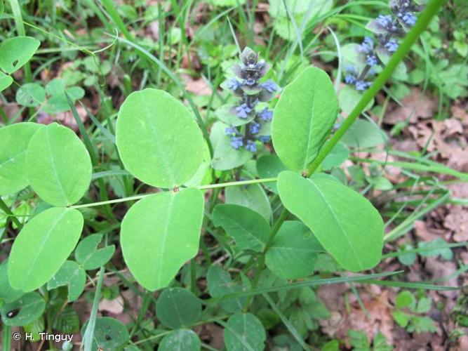 <i>Vicia pisiformis</i> L., 1753 © H. Tinguy