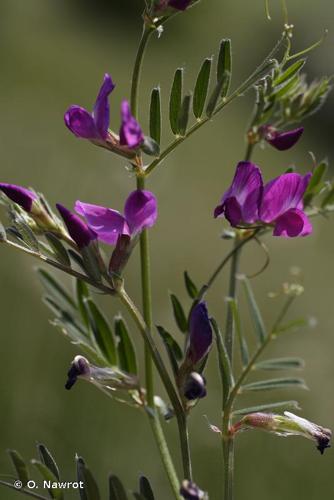 <i>Vicia segetalis</i> Thuill., 1799 © O. Nawrot