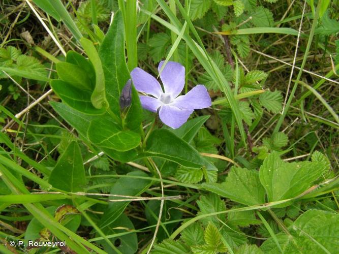 <i>Vinca major</i> L., 1753 © P. Rouveyrol