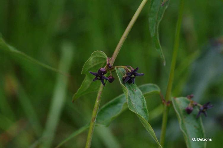 <i>Vincetoxicum nigrum</i> (L.) Moench, 1802 © O. Delzons